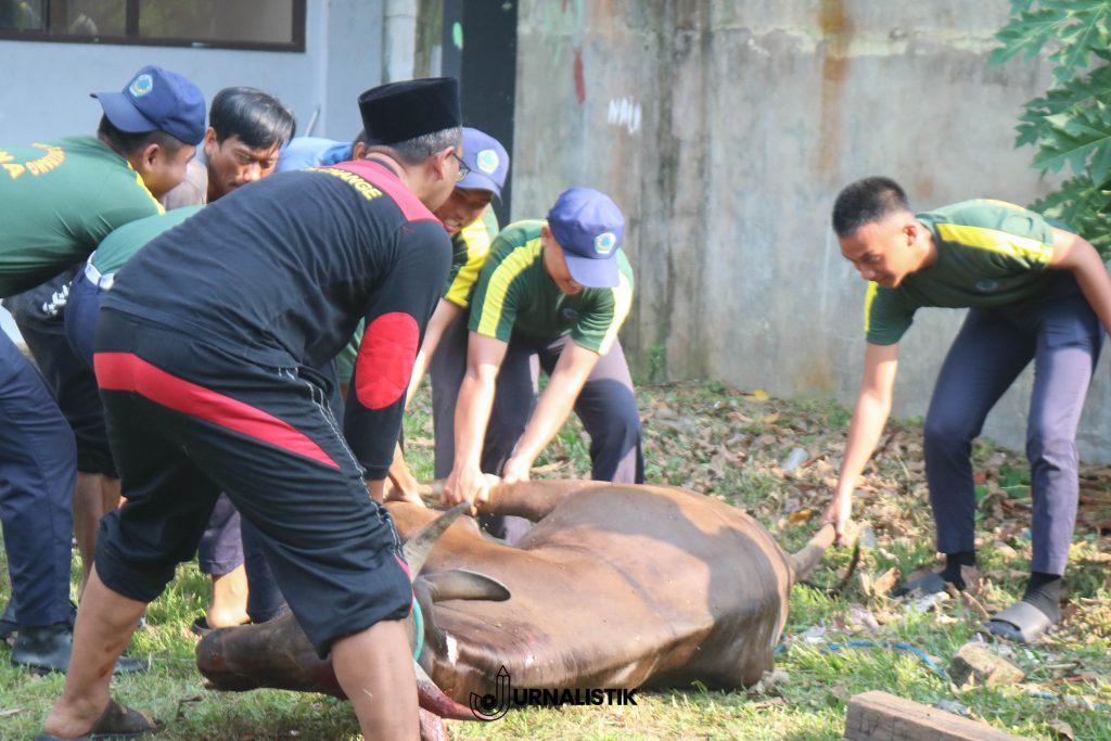 Proses penyembelihan hewan qurban di SMKN 1 Kabupaten Tangerang dalam rangka Idul Adha 1446 H