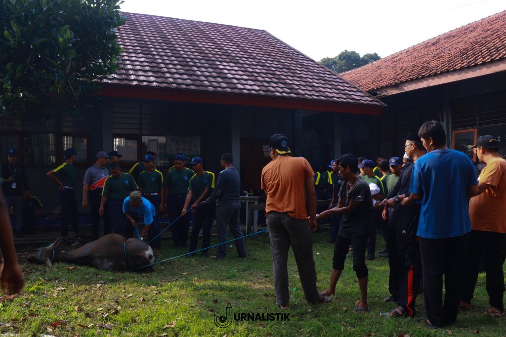Proses penyembelihan hewan qurban di SMKN 1 Kabupaten Tangerang dalam rangka Idul Adha 1446 H