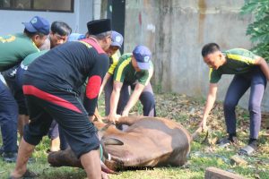 Proses penyembelihan hewan qurban di SMKN 1 Kabupaten Tangerang dalam rangka Idul Adha 1446 H
